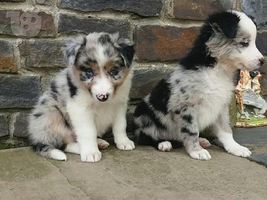 Βασιλιάς Charles Cavalier Pups